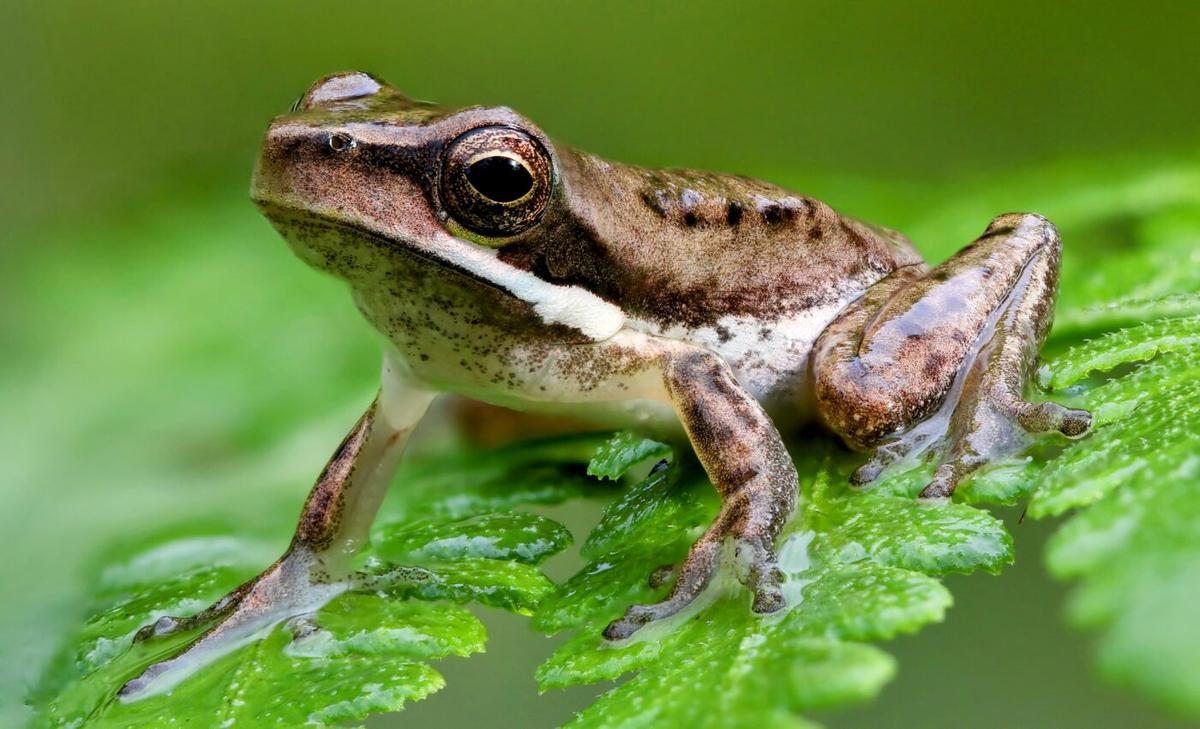 Why do frogs have fused forearms?