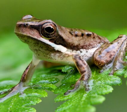 Frog-forearms.jpg