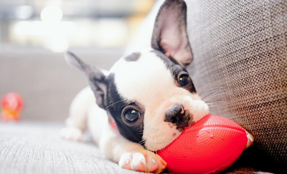 New device tracks location and activity of pets