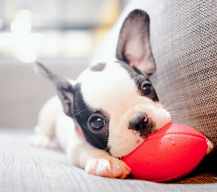 Pets-2.jpg