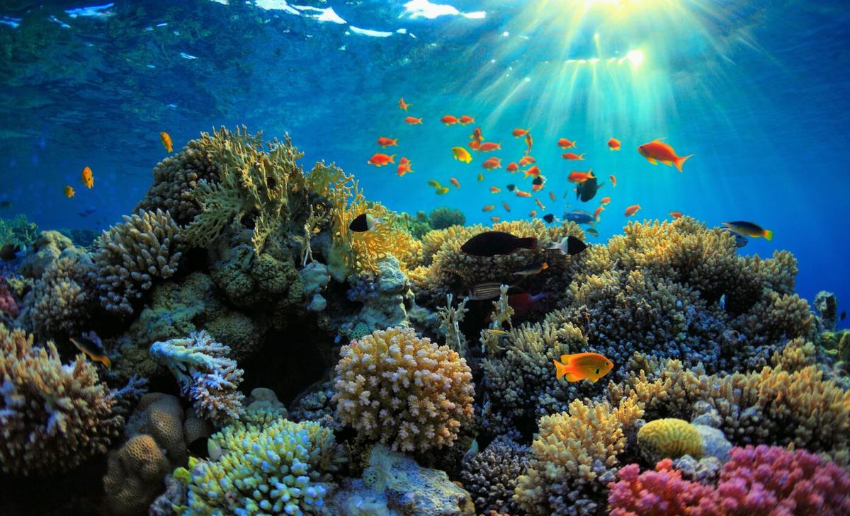 Dental scanning equipment helps monitor young corals