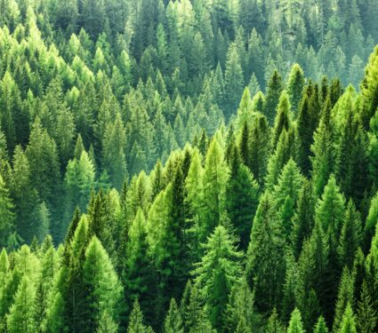 Forests.jpg