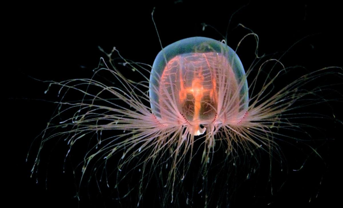 Can the immortal jellyfish teach us how to reverse aging?