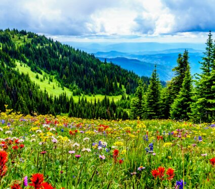Plant-diversity.jpg