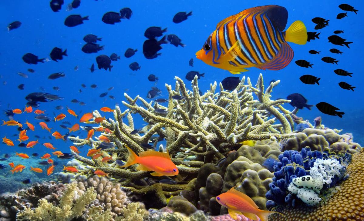 Corals boost their own genetic diversity by passing on mutations