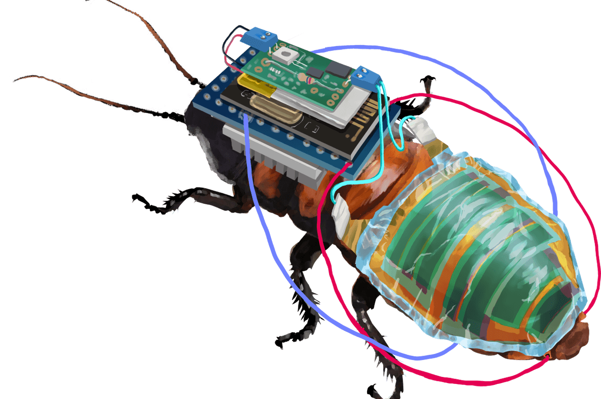Remote-controlled cyborg cockroach is powered by a solar cell