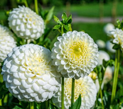 Flower-pattern.jpg