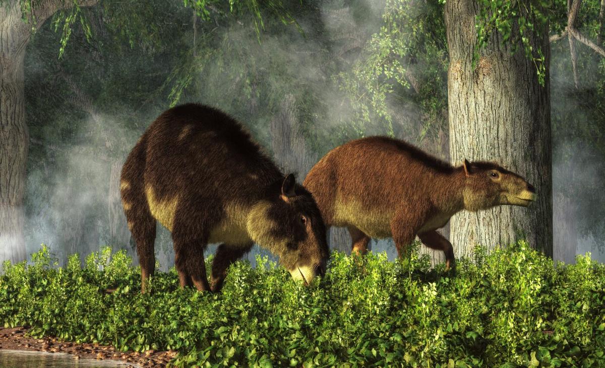 Prehistoric mammals grew fast and died young