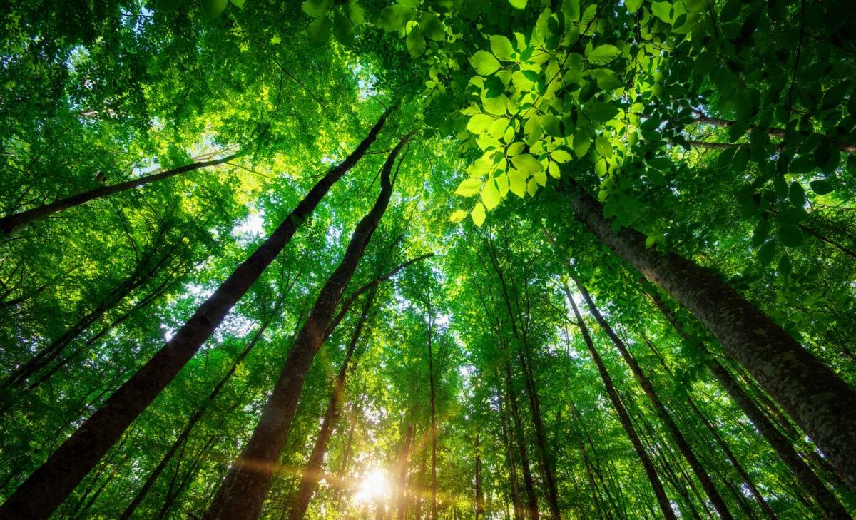 Archeoecology will examine the history of humans and nature