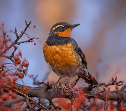 Varied,Thrush,Eating,A,Berry,From,A,Crab,Apple,Tree