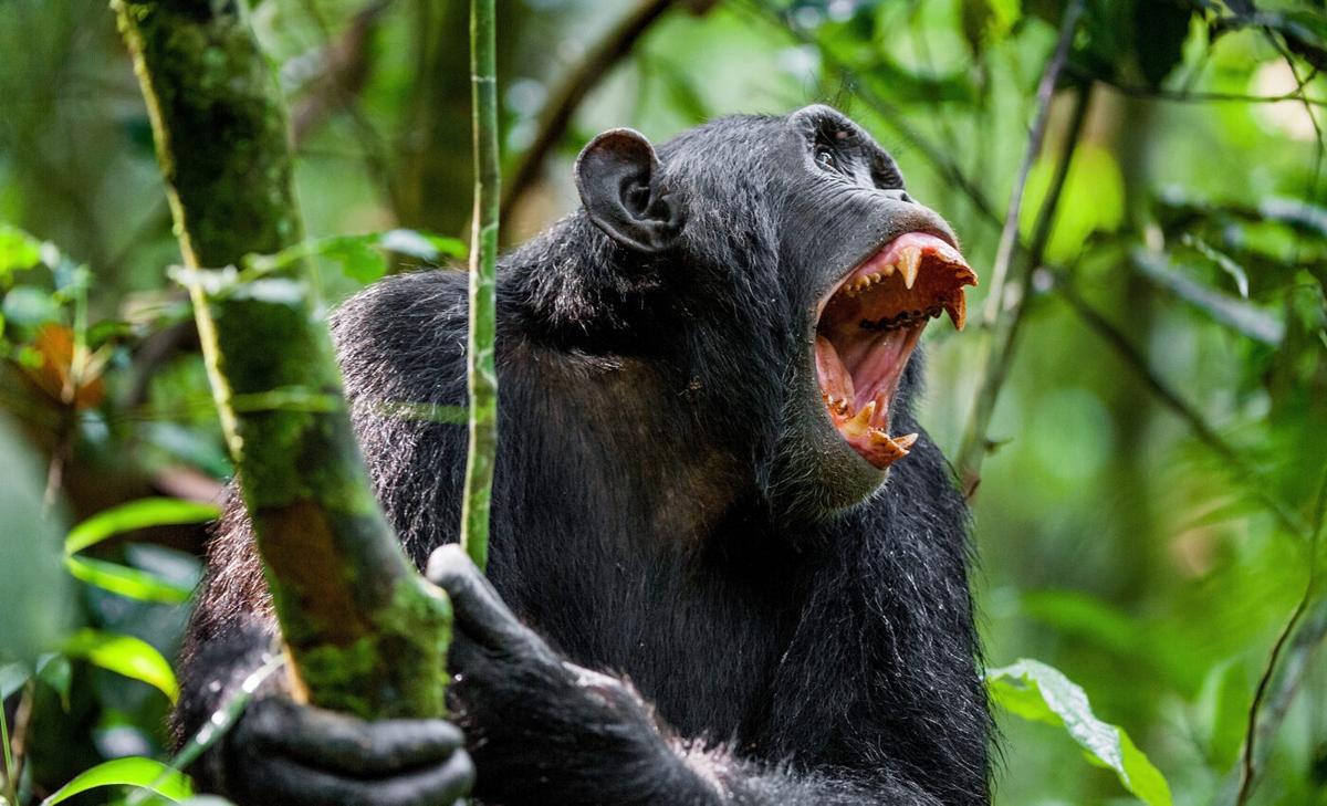 Chimpanzees use distinctive drumming styles to communicate