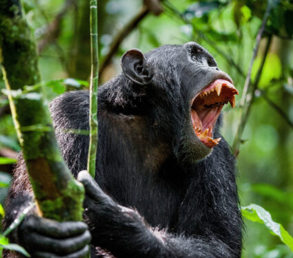 Shouting,A,Angry,Chimpanzee.,The,Chimpanzee,(pan,Troglodytes),Shouts,In