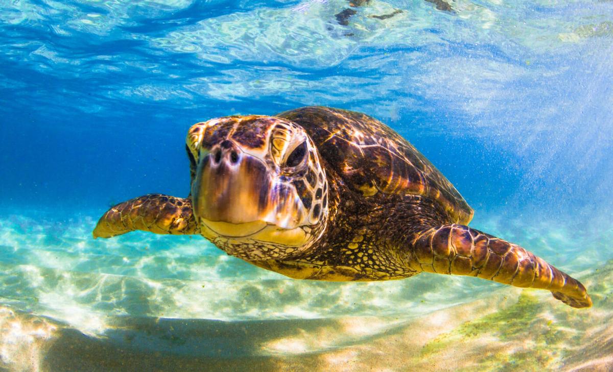 Over one million sea turtles poached in the last three decades
