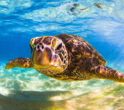 Endangered,Hawaiian,Green,Sea,Turtle
