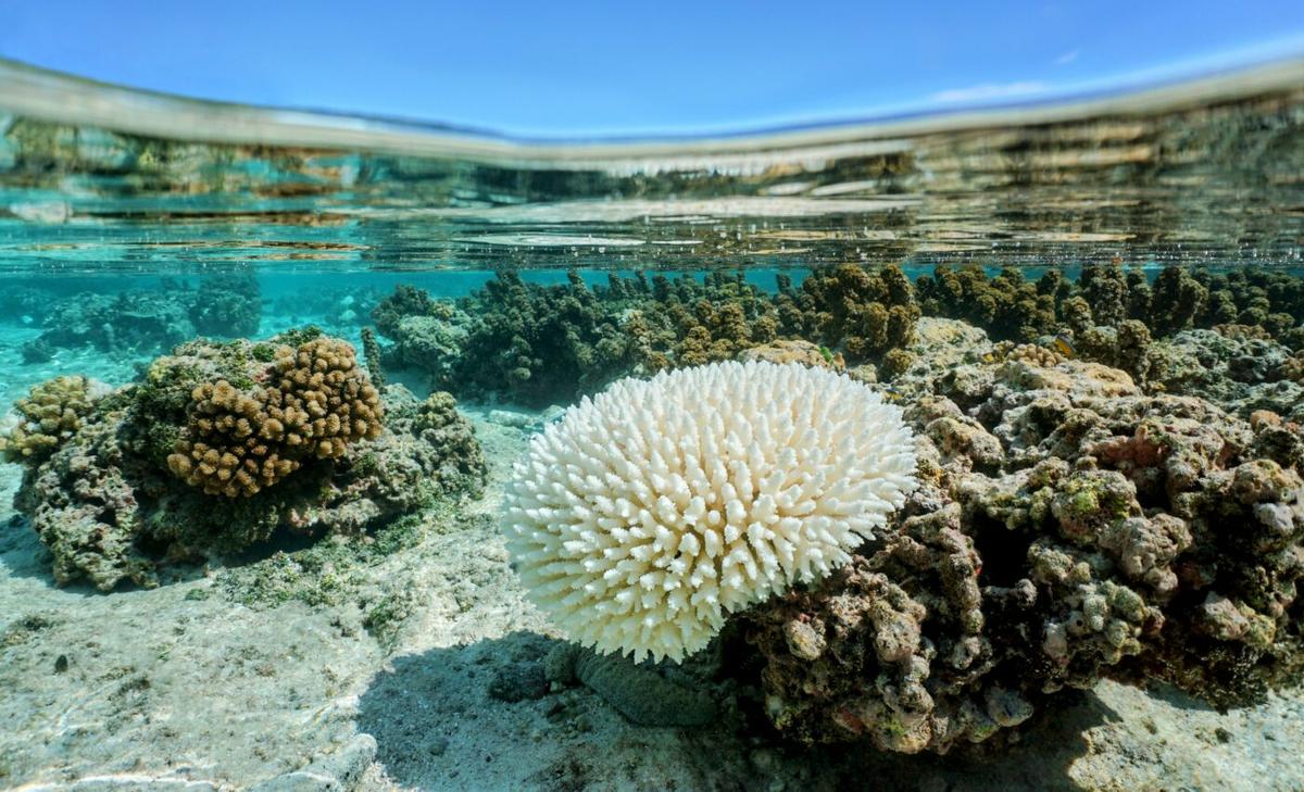 Tipping points could be triggered without further warming