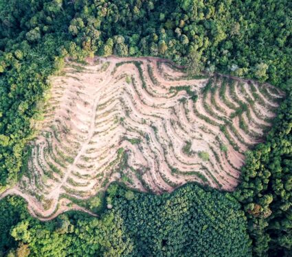 Forests-2.jpg