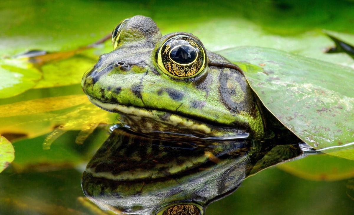 Brazil’s native ecosystems under threat from American bullfrogs