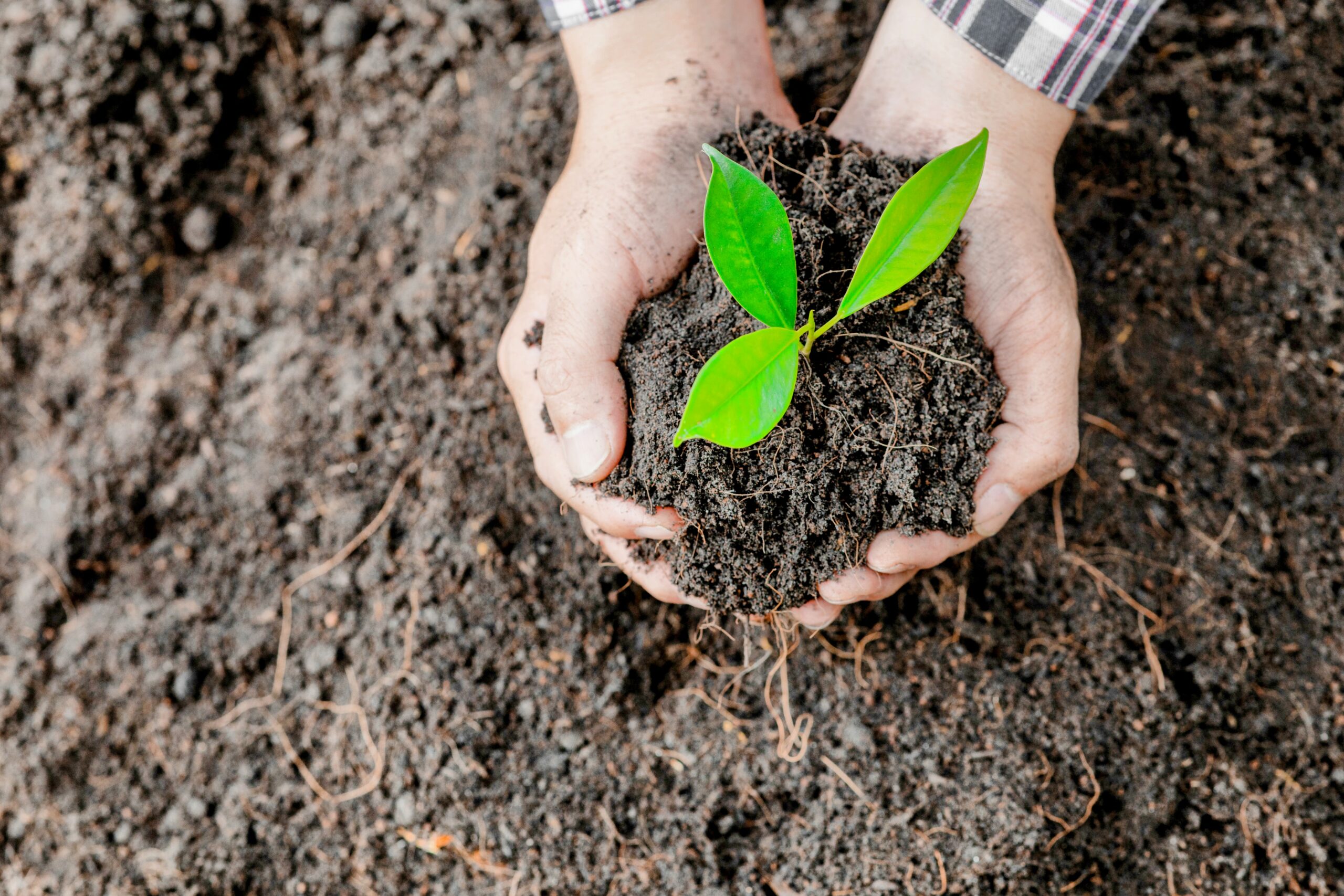 Forest-soil.jpg