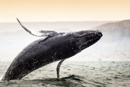 Humpback,Whale,Jump,In,Los,Organos,,Piura,,Peru.