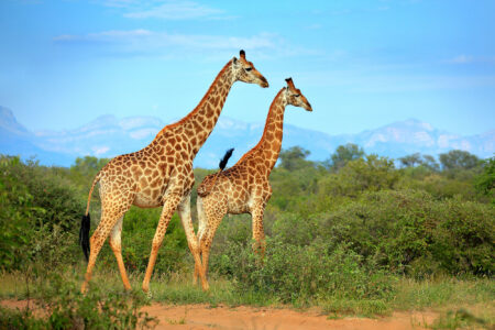 Two,Giraffes,Near,The,Forest,,Drakensberg,Mountains,In,The,Background