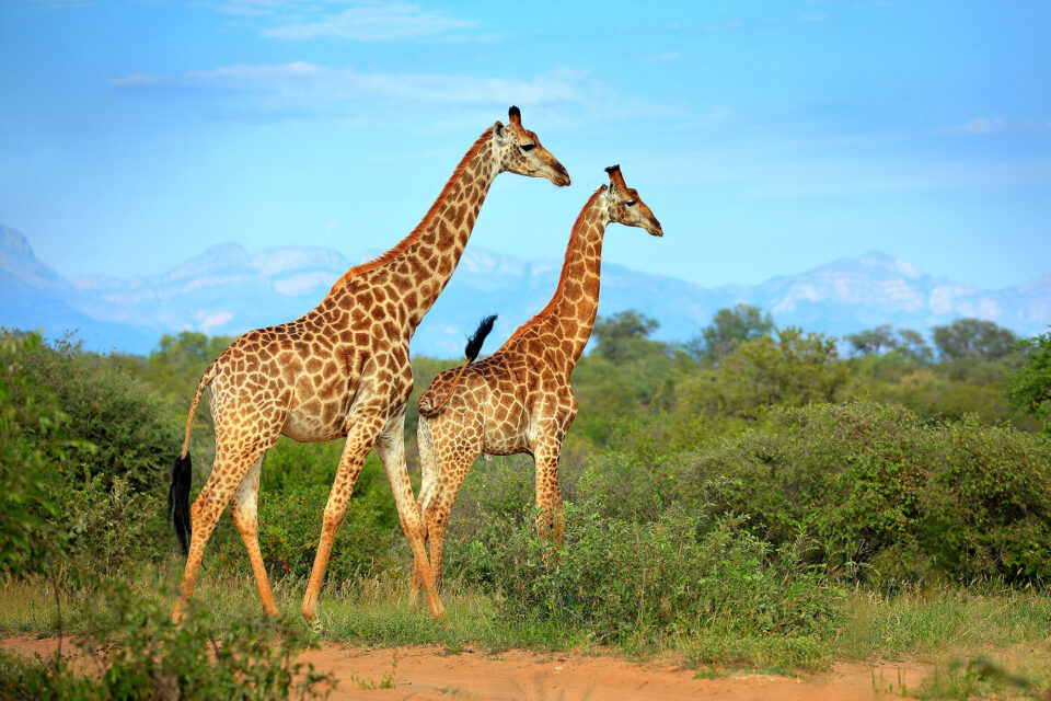 Giraffe