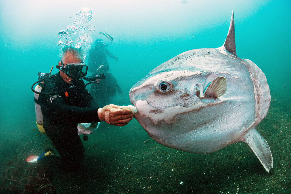 Ocean Sunfish