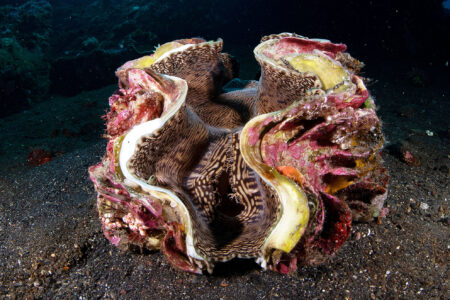 Giant,Clam,-,Tridacna,Gigas,,Living,At,Liberty,Ship,Wreck.