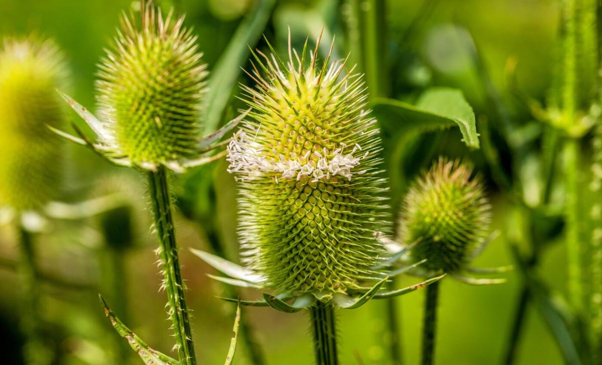 Microplastics found in water trapped on plant leaves