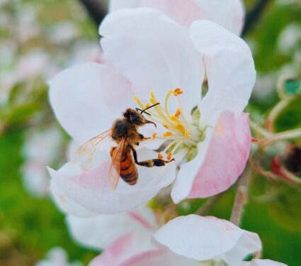 Bee-diversity.jpg