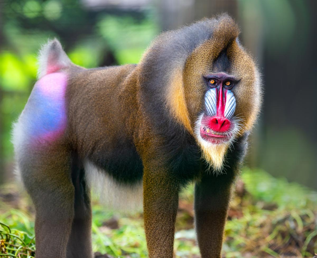 How did pandemic lockdowns affect zoo animals?