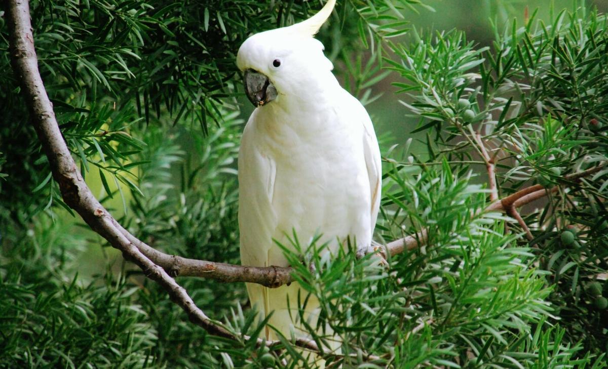 Conflict between cockatoos and humans leads to arms race