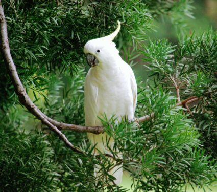 Cockatoo.jpg