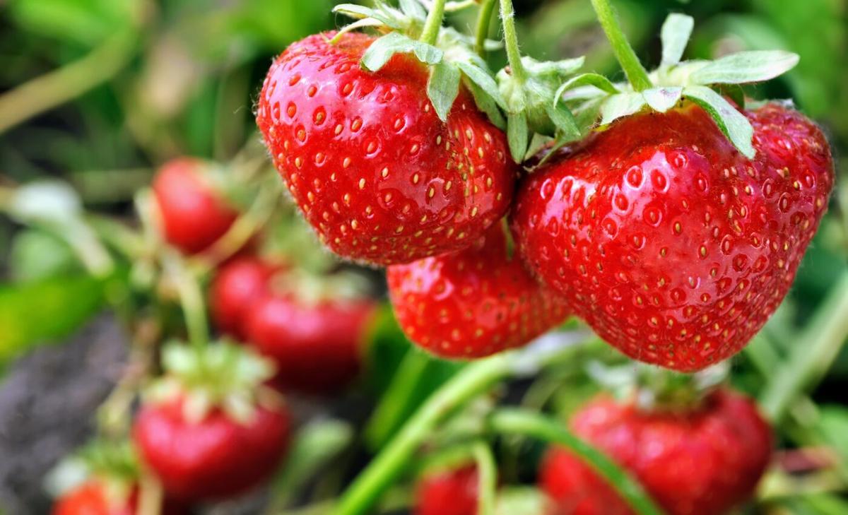 Plants overreact to warmer weather and stop producing fruit