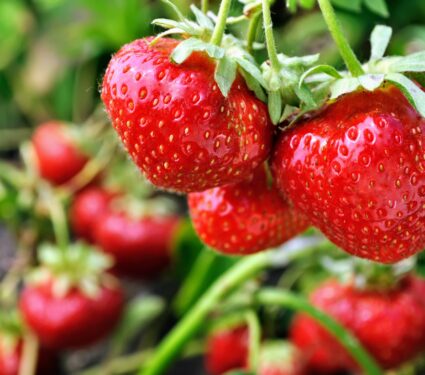 Fruit-3.jpg