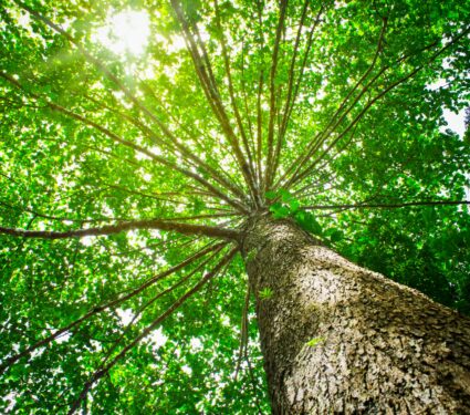Canopy.jpg