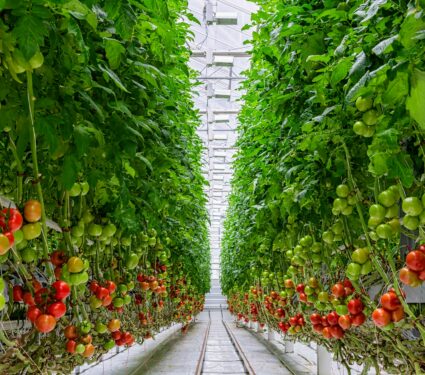 Growing-plants.jpg