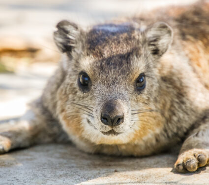 Portrait,Closeup,Of,A,Cute,Furry,Rock,Hyrax,(procavia,Capensis)