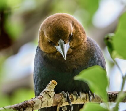 Cowbird.jpg