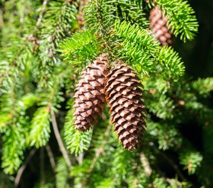 Conifers.jpg