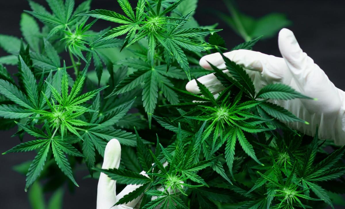 Cannabis contamination is a serious public health risk