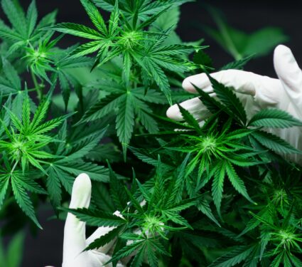 Cannabis-5.jpg