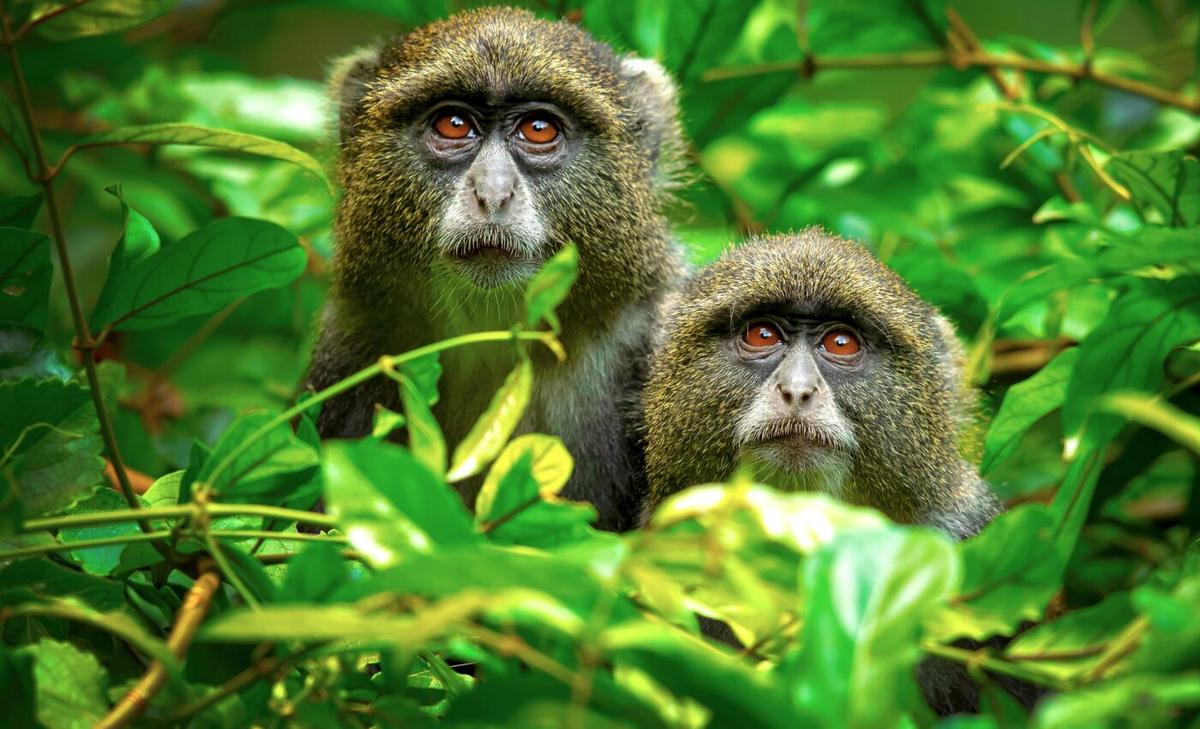Primate moms influence their child’s microbiome, even after weaning