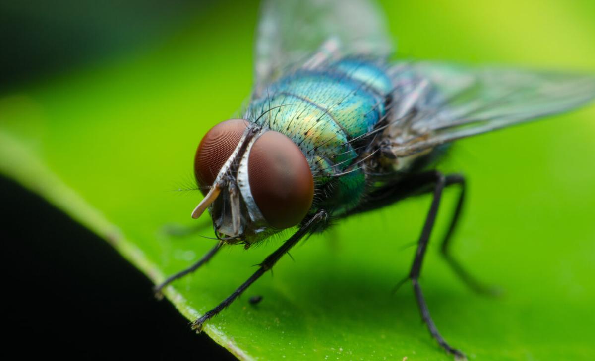 Insects struggle to adjust to high temperatures