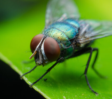 Insect,Fly,On,On,Green,Leaf.,Fly,House.