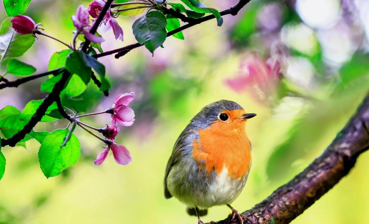 For songbirds, bright colors are a blessing and a curse