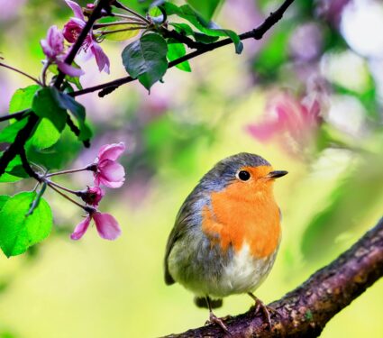 Bird-colors.jpg