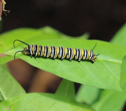 Caterpillars.jpg