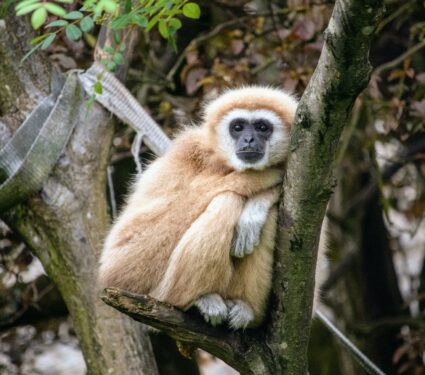 Gibbon.jpg