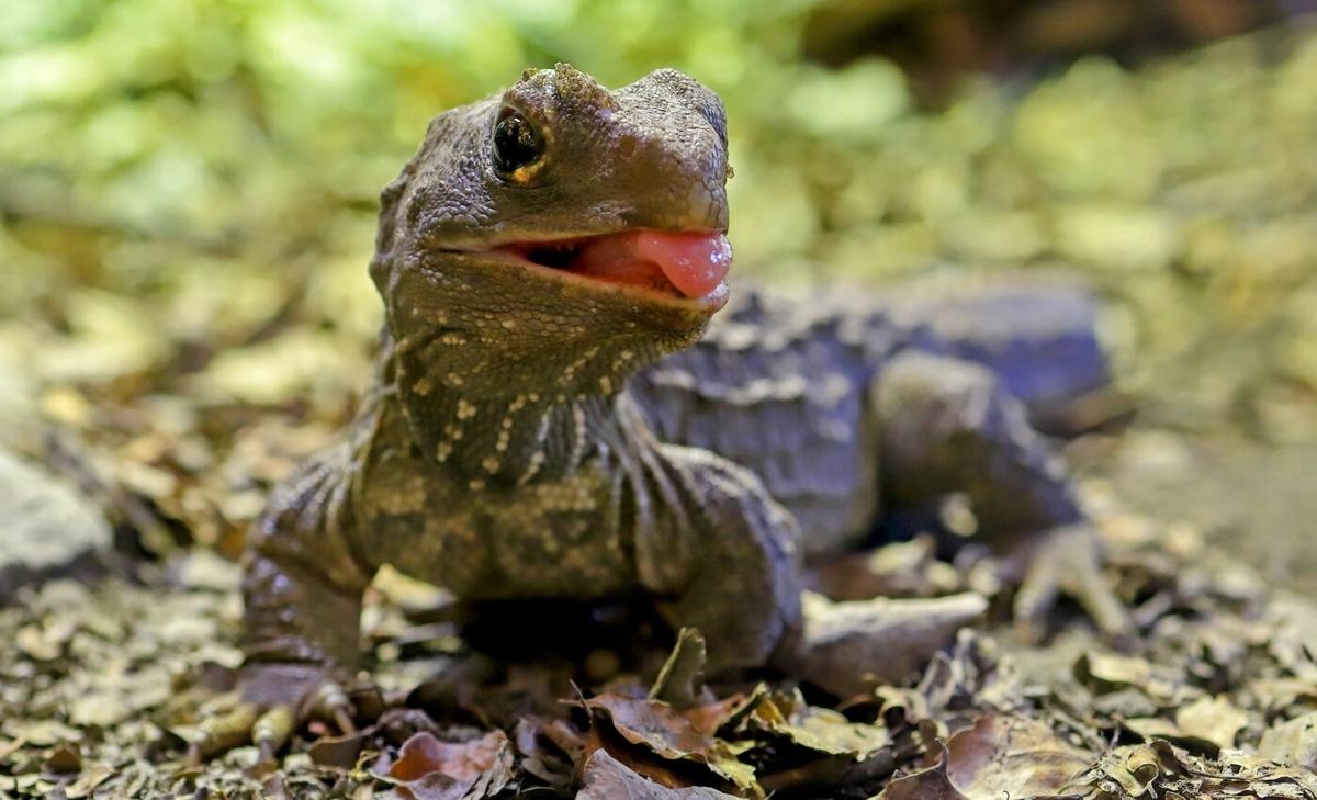 New Mesozoic reptile was an ancient relative of the tuatara