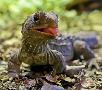 Tuatara.jpg